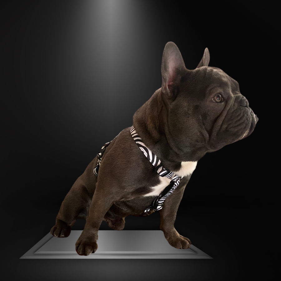 Max&Molly – Pettorina H - Zebra