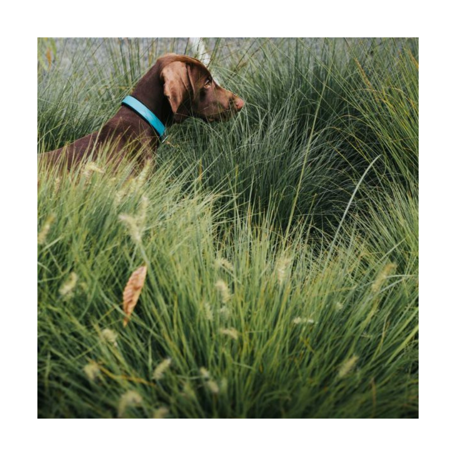 Hunter - Collare Convenience Comfort 35 cm - turchese