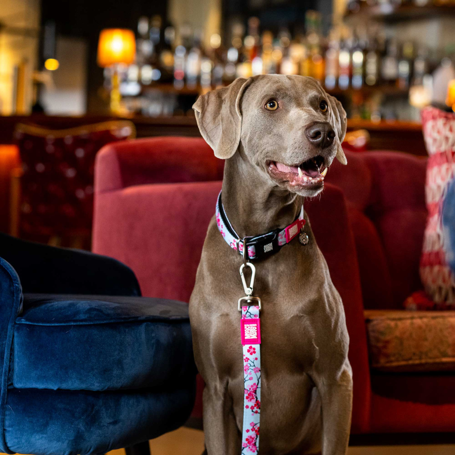 Max&Molly – Guinzaglio Lungo Multifunzione - Cherry Bloom
