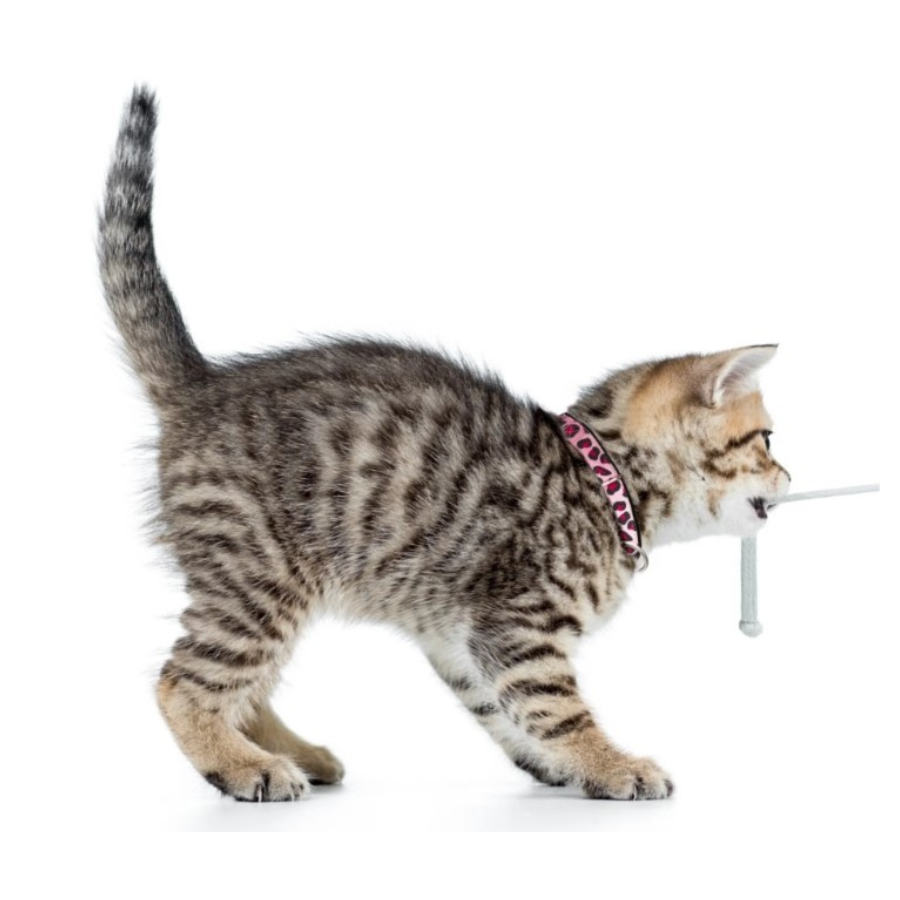 Max&Molly - Smart ID Collare Gatto - Leopard Pink